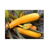 Yellow Long Zucchini Summer Squash Seeds, Courgette, Marrow, Gourd Vegetables Seeds 10