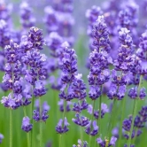 Lavender Herb Seeds