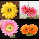 Trichocerous Hybrid Mix Color Cactus Seeds