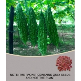 Recron Seeds Bitter Gourd Vegetable ( 15 Seeds )