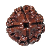 Rashi Ratan Bhagya Natural Rudraksha 4 Mukhi - Nepal