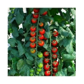 Recron Seeds Red Cherry Tomato Vegetable Seeds Pack Of 50 Seeds