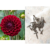 Zonato Red Dahlia Winter Flower Seed (Pack of 50)