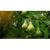 Nashpati ( pear ) Fruit Plant Grafted