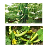 CUCUMBER KHIRA AND KAKRI 30+30 TOTAL 60 SEEDS PACK WITH MANAUL