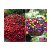 Homeagro Seeds Combo - Chrysanthemum Flower ( 50 seed ) and petunia Hybrid flower mix ( 50 seed)