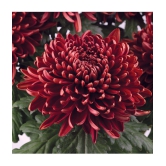 premium chrysanthemum red flower 30 seeds pack with free cocopeat and user manual