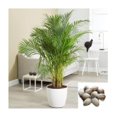 homeagro - Areca palm Plant ( 5 Seeds )