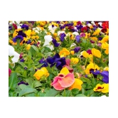 MIX COLOR PREMIUM PANSY FLOWER 50 SEEDS PACK MORE THAN 5 COLOR PLANT SEEDS WITH FREE GIFT COCO PEAT AND USER MANUAL FOR HOME GARDENING