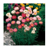 Heliychrysum mix type flower plant 30 seeds pack with free cocopeat and user manual