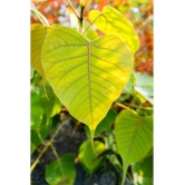 CLASSIC GREEN EARTH - Peepal Plant ( 10 Seeds )