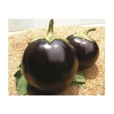 Brinjal Seeds, Brinjal Round Eggplant, Aubergine Seeds 100 Seeds Pack