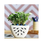 Ugaoo Watermelon Ceramic Planter - Bare White