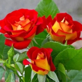 Hybrid Grafted Rose Flowering plant