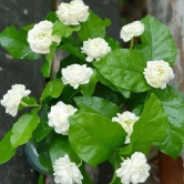 Jasmine Rose Flower -Fragrant Plants