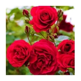 CLASSIC GREEN EARTH - Tube Rose Flower ( 25 Seeds )