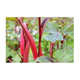 Red Okra Bhindi Hybrid (Ladys Finger) pack of 30 seeds