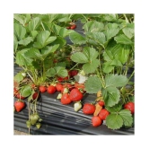 Gardens Giant Strawberry Rubygem Dense - Fruit 20 Seeds