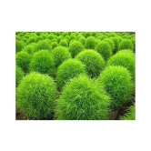 CLASSIC GREEN EARTH Kochia f1 Green Grass Ball Flower Hybrid Seeds For Home Gardening Planting with growing cocopeat | Pack of 50 Seeds