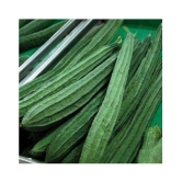 Ridge Gourd Seeds Variety Jaipur Long -20 Seeds Vegetable Seeds