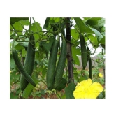 spounge gourd torai satputiya 20 seeds high germination seeds with instruction manual