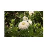 F1 Elegans  Zinnia White Flower Seeds