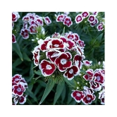 Sweet William (OP/Desi) Seeds with Free Germination Potting Soil Mix with growingh cocopeat