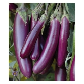 Brinjal (Bengan) Purple Long Quality Seeds - Pack of 50 F-1 Hybrid Seeds