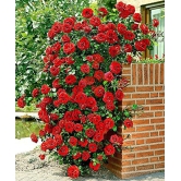 Azalea Gardens Rose Flower Seeds Red Climbing Rose 20 Seeds Pack + Instruction Manual Inside Package