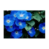 CLASSIC GREEN EARTH - Ipomoea Flower ( 17 Seeds )