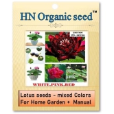 homeagro - Flower Seeds ( Lotus seeds -mixed colours 20 seeds )