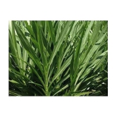 SUPER NAPIER GRASS ( PACK OF 500 SEEDS) WITH MANUAL