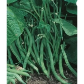 CLASSIC GREEN EARTH - French Beans Vegetable ( 60 Seeds )