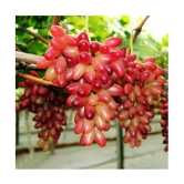 Nema - Fruit Seeds ( 20 seeds )