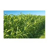 hybrid sorghum grass 100 gram seeds pack with user manual