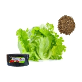 Recron Seeds Lettuce Vegetable ( 100 Seeds )