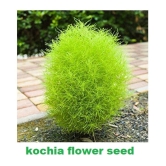 Kochia Green Grass Ball Flower Hybrid (20 -Seeds ) For Home Gardening Planting