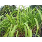 NSC Lemon Grass Live Sapling