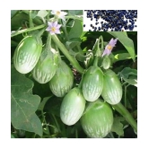 homeagro - Brinjal Vegetable ( 100 Seeds )