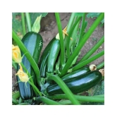 Summer Squash/ Chappan Kadu Organic Vegetable Seeds- 10 Seeds