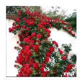 Azalea Gardens Rose Flower Plant Seeds 