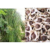 homeagro - Moringa Vegetable ( 15 Seeds )