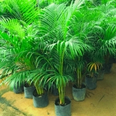 Areca Palm Seeds | Plant Seeds