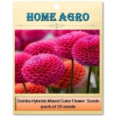 homeagro - Dahlia Mixed Flower ( 25 Seeds )