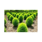 Recron Seeds Kochia Plant, Burning Bush - Foliage Plant 30 Seeds