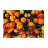 homeagro - Marigold Flower ( 50 Seeds )