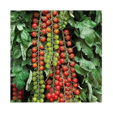 Hybrid Tomato Seeds Cherry Heirloom Tomatoes | Pack of 50