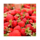 Gardens Giant Strawberry Rubygem Dense - Fruit 20 Seeds