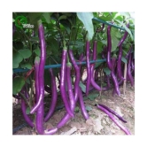 CLASSIC GREEN EARTH - Brinjal Vegetable ( 100 Seeds )