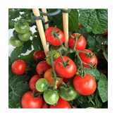 homeagro - Tomato Vegetable ( 100 Seeds )